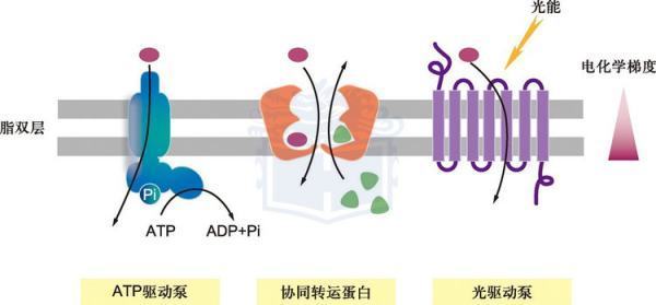 主动运输的能量来源