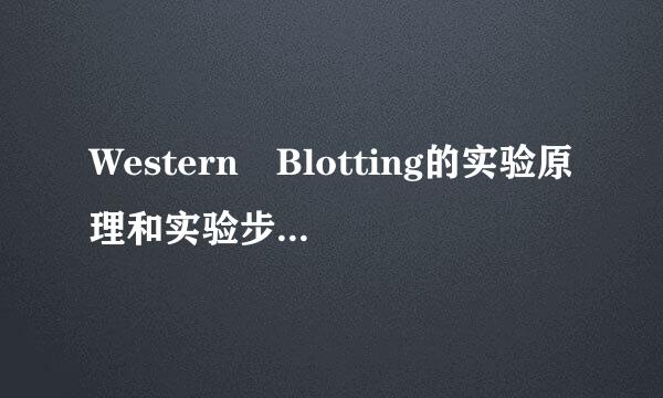 Western Blotting的实验原理和实验步骤，它和ELISA的区别？在蛋白质测定上什么情况选用什么方法？