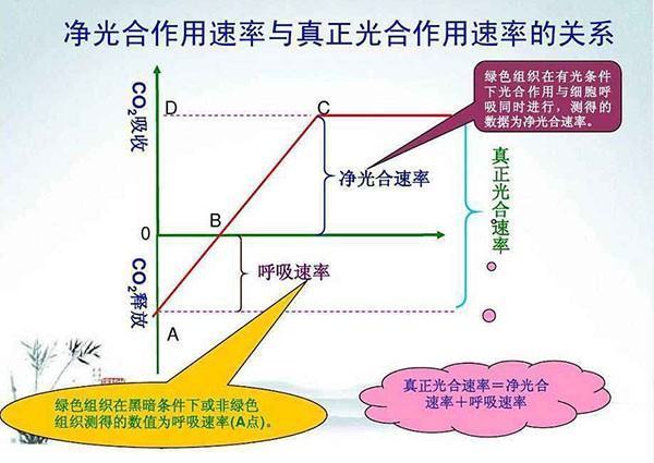 光合速率，净光合速率，呼吸速率的表示方法