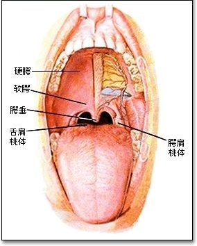 扁桃体肿大ⅠⅡⅢ如何分类？