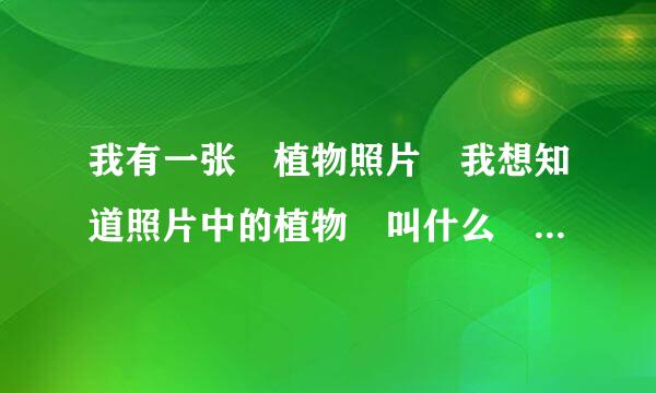 我有一张 植物照片 我想知道照片中的植物 叫什么 在电脑上 怎么查？ 我不想拿着 我的手机 看见一个人 就问 你见过 这种植物吗？