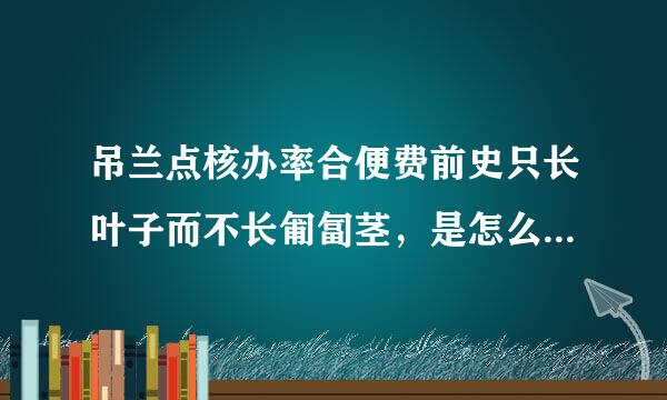 吊兰点核办率合便费前史只长叶子而不长匍匐茎，是怎么回事呢？