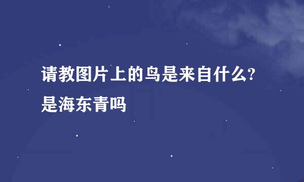 请教图片上的鸟是来自什么?是海东青吗