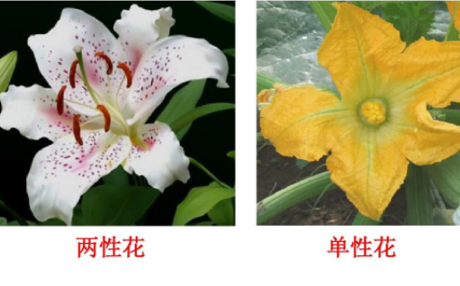 单性花 两来自性花 单生花 花序 定义是什么？怎么区分？