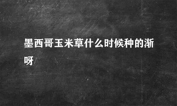 墨西哥玉米草什么时候种的渐呀