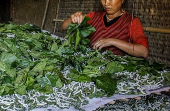 养蚕的方法和怎来自样种植桑叶