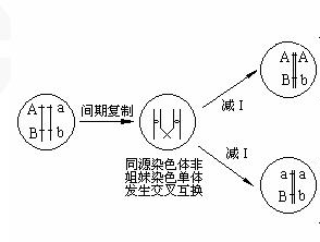 同源染色体死谈形看够交叉互换后还是不是同源染色体？