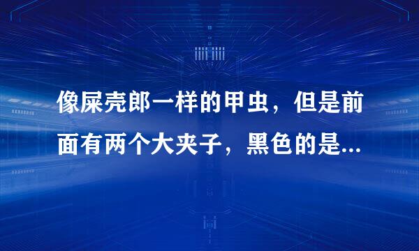 像屎壳郎一样的甲虫，但是前面有两个大夹子，黑色的是什么东东哦？？？