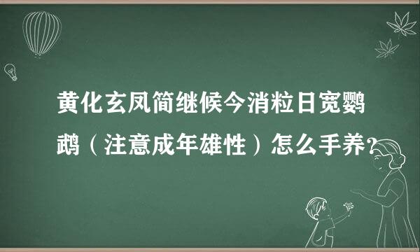 黄化玄凤简继候今消粒日宽鹦鹉（注意成年雄性）怎么手养？