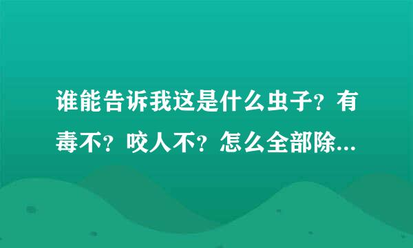 谁能告诉我这是什么虫子？有毒不？咬人不？怎么全部除掉？造呀多金世班吧轻