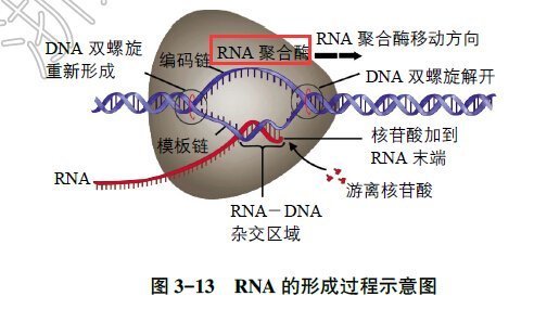 dna转录解旋需要什么酶