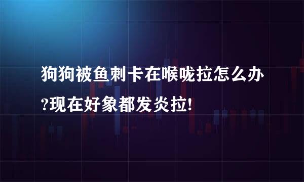 狗狗被鱼刺卡在喉咙拉怎么办?现在好象都发炎拉!