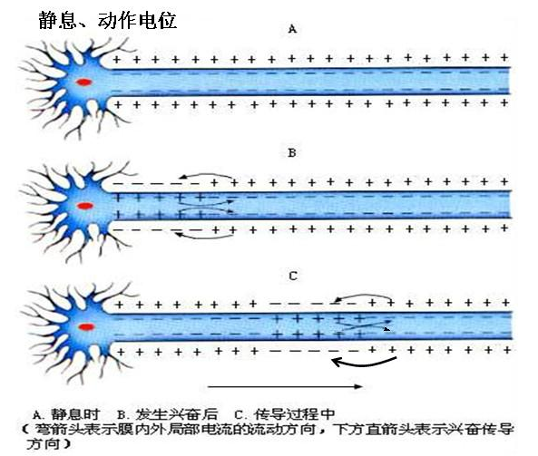 静息电位，动作电位的产生的原理和机制有什么不同？