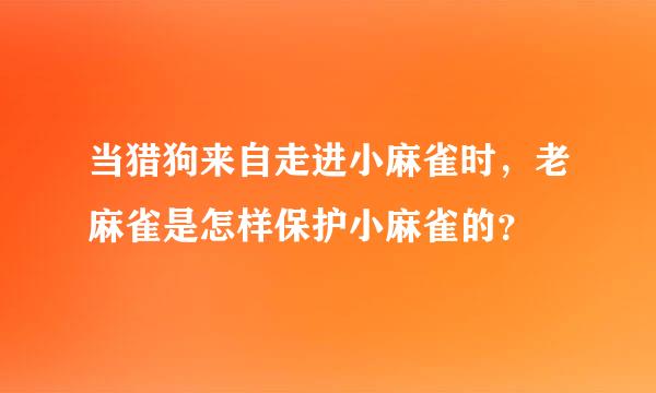 当猎狗来自走进小麻雀时，老麻雀是怎样保护小麻雀的？