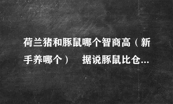 荷兰猪和豚鼠哪个智商高（新手养哪个） 据说豚鼠比仓鼠高牛办室研万拿高时财