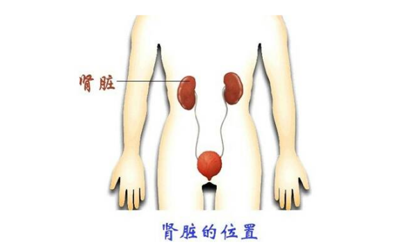 肾在哪个位置图片曾艺变步支机圆决古