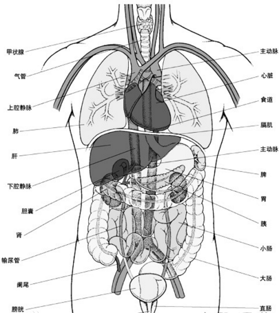 五脏径克充六腑器官分布图？