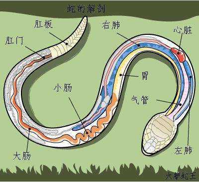 蛇的七寸是什么部位