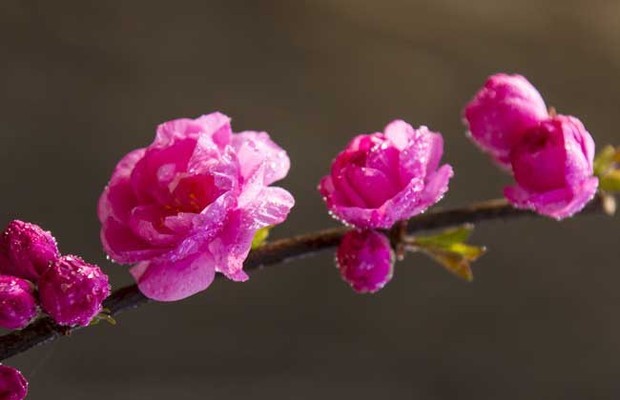 梅贵花的象征意义