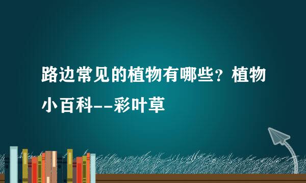 路边常见的植物有哪些？植物小百科--彩叶草