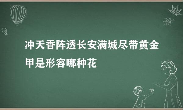 冲天香阵透长安满城尽带黄金甲是形容哪种花