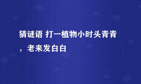 猜谜语 打一植物小时头青青，老来发白白