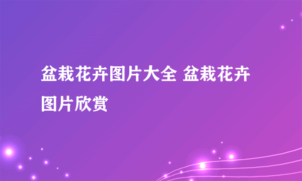 盆栽花卉图片大全 盆栽花卉图片欣赏