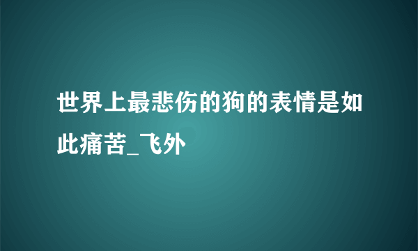 世界上最悲伤的狗的表情是如此痛苦_飞外