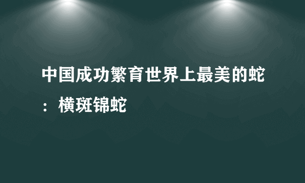 中国成功繁育世界上最美的蛇：横斑锦蛇