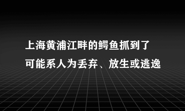 上海黄浦江畔的鳄鱼抓到了 可能系人为丢弃、放生或逃逸