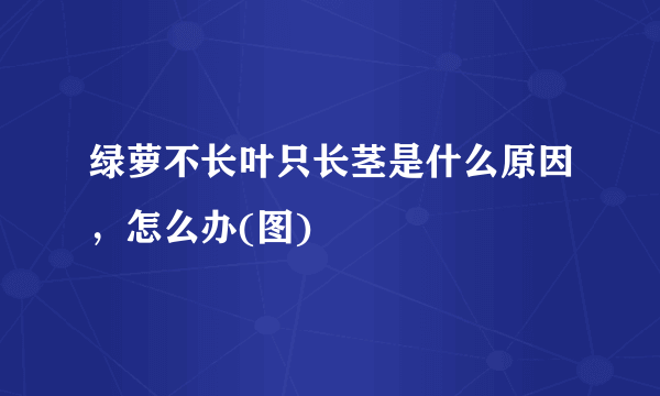 绿萝不长叶只长茎是什么原因，怎么办(图)