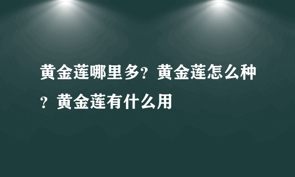 黄金莲哪里多？黄金莲怎么种？黄金莲有什么用