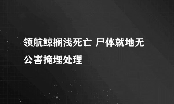 领航鲸搁浅死亡 尸体就地无公害掩埋处理