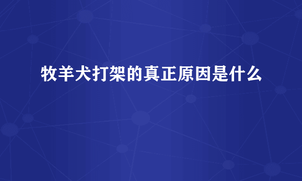 牧羊犬打架的真正原因是什么