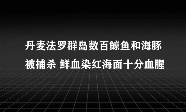 丹麦法罗群岛数百鲸鱼和海豚被捕杀 鲜血染红海面十分血腥