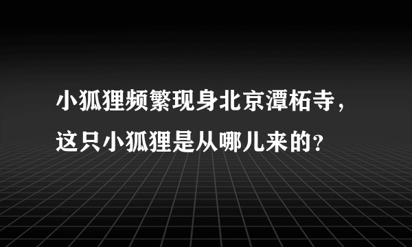 小狐狸频繁现身北京潭柘寺，这只小狐狸是从哪儿来的？