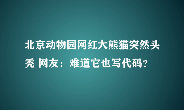 北京动物园网红大熊猫突然头秃 网友：难道它也写代码？