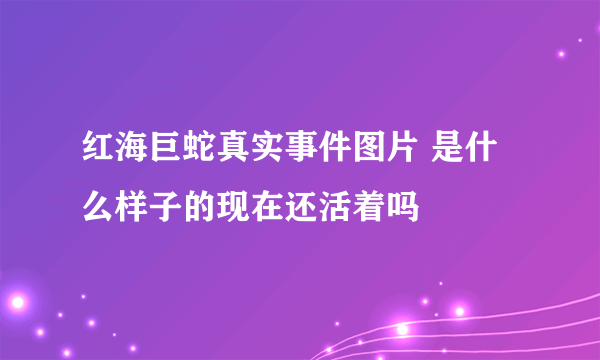 红海巨蛇真实事件图片 是什么样子的现在还活着吗