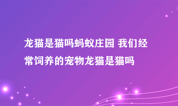 龙猫是猫吗蚂蚁庄园 我们经常饲养的宠物龙猫是猫吗