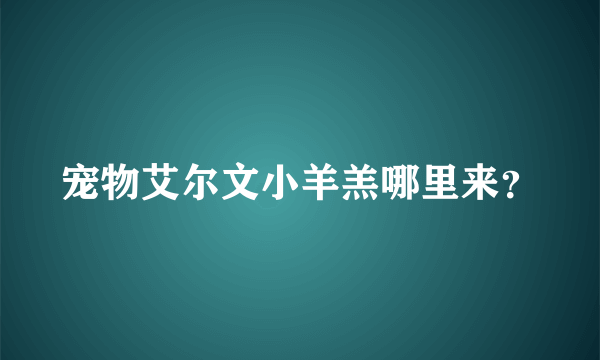 宠物艾尔文小羊羔哪里来？